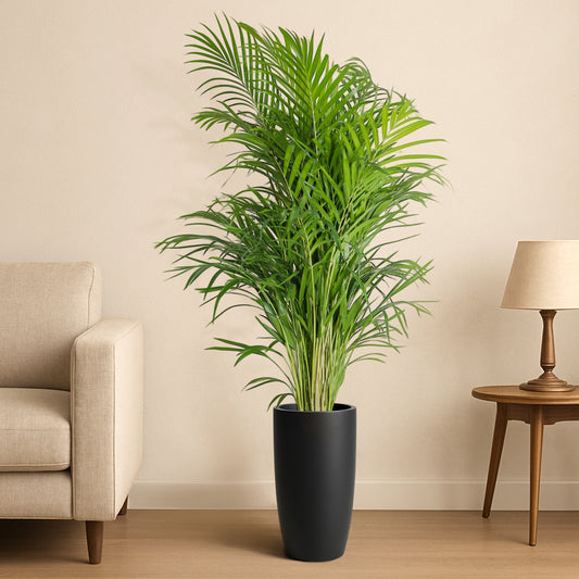 Bold Noirra Ceramic Pot