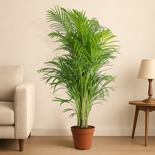 Areca Palm WAJ
