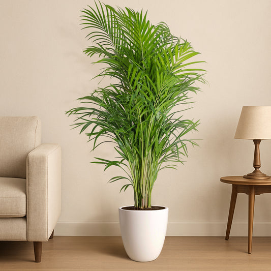 Elegant Ovela Ceramic Pot