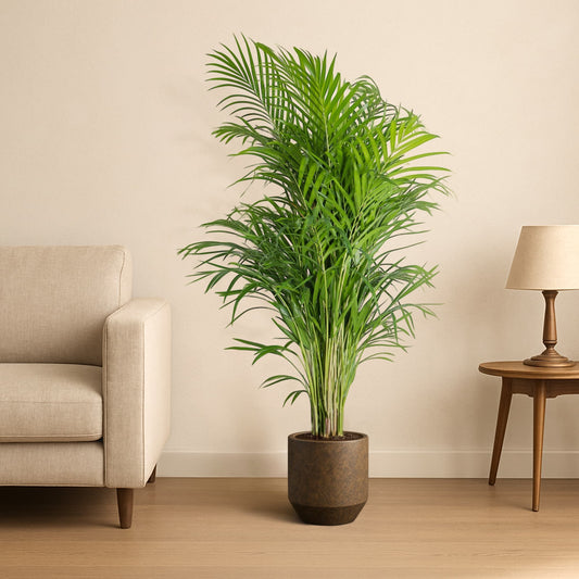 Areca Palm WAJ