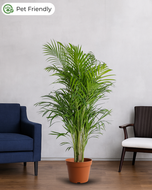 Areca Palm