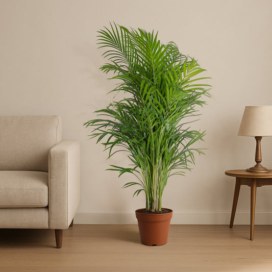 Areca Palm