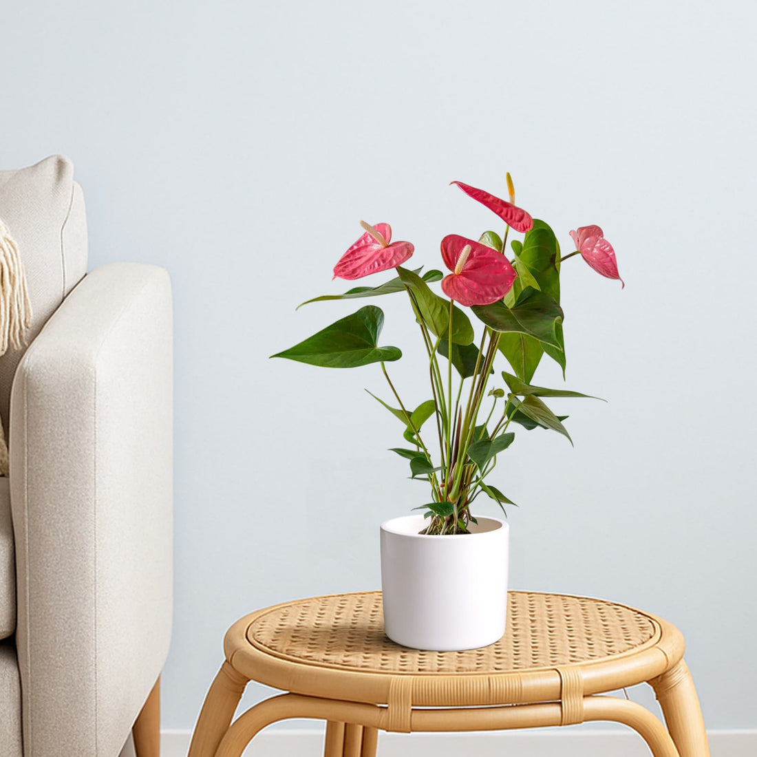 Flamingo Lily