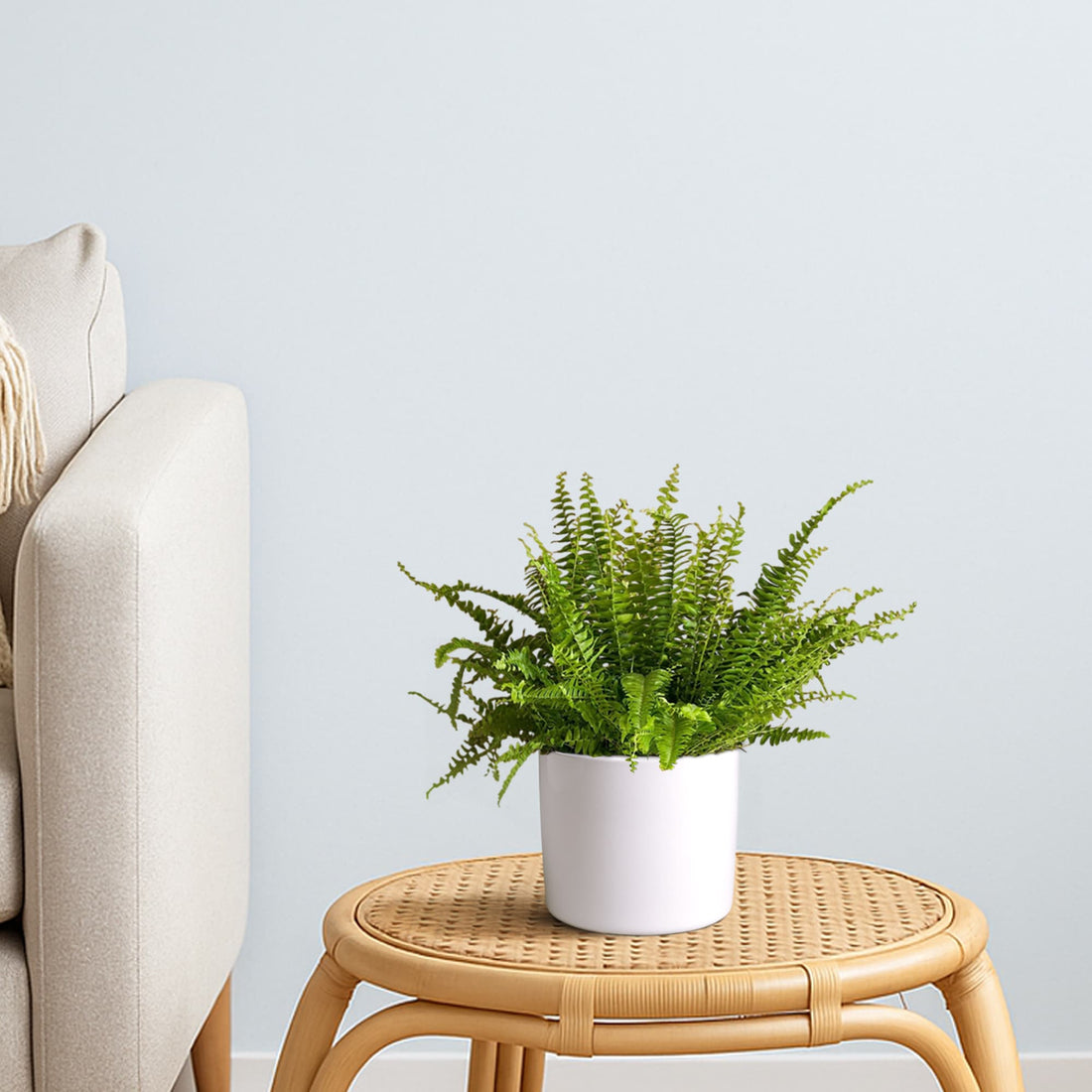 Boston Fern