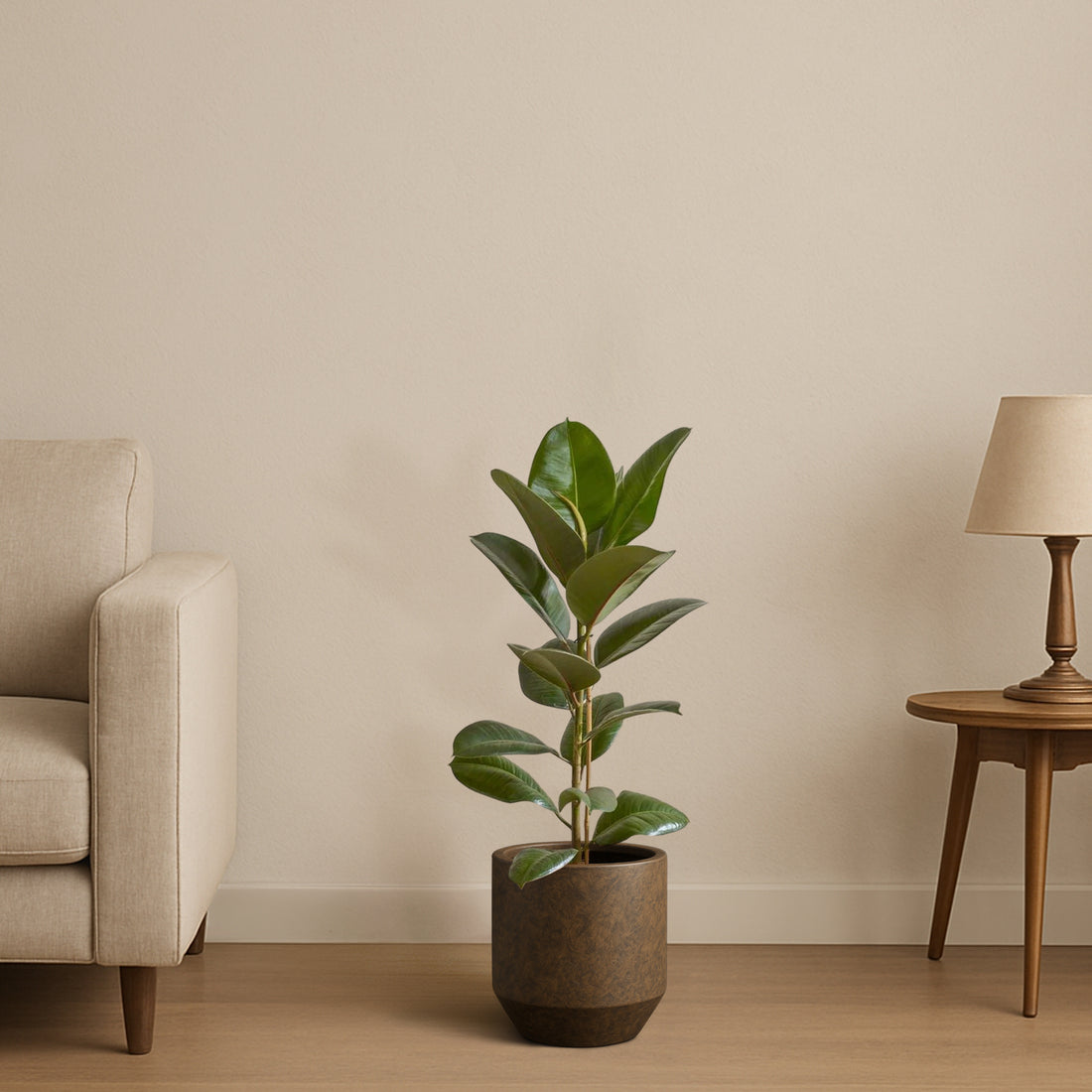 Rubber Tree