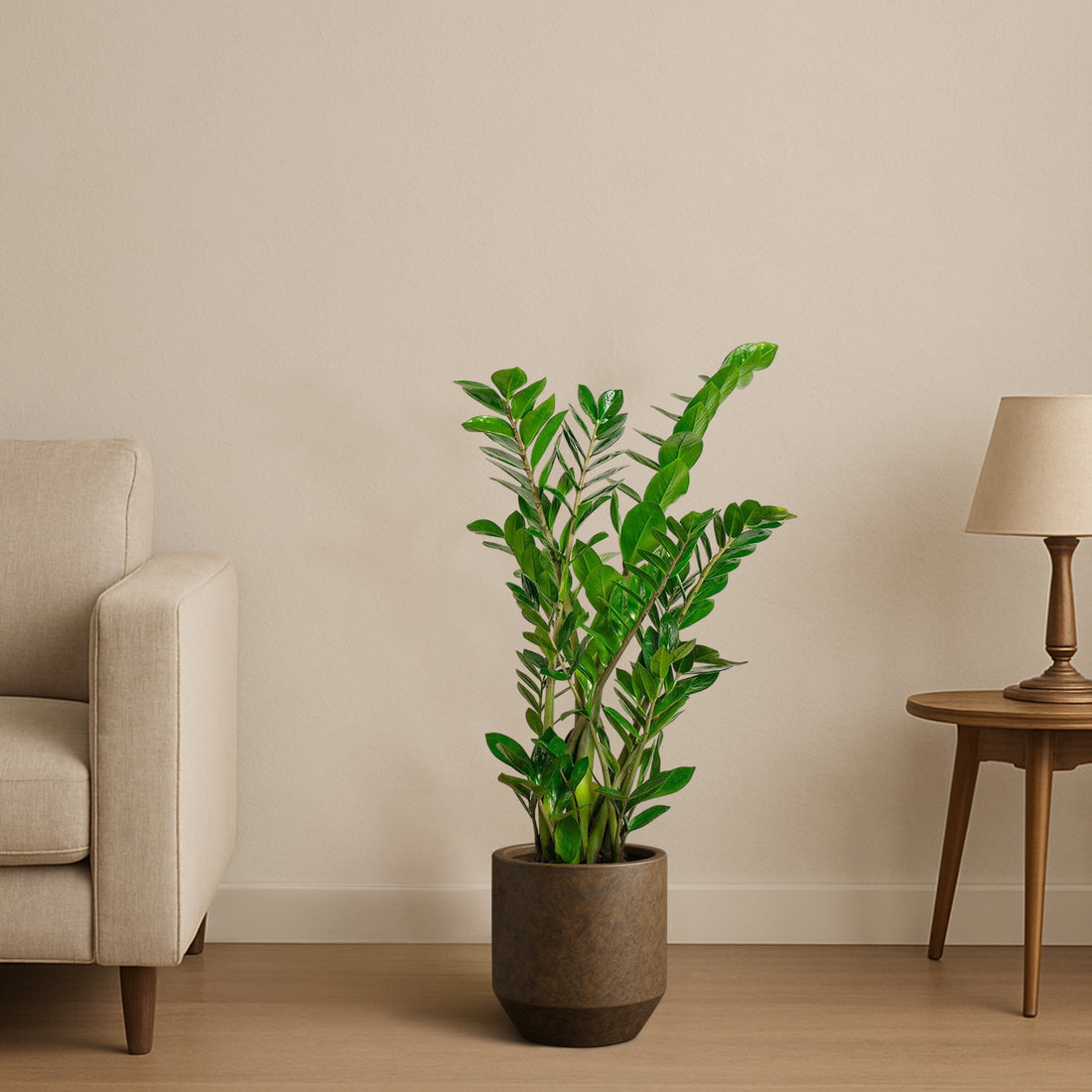 ZZ Plant (Copy)