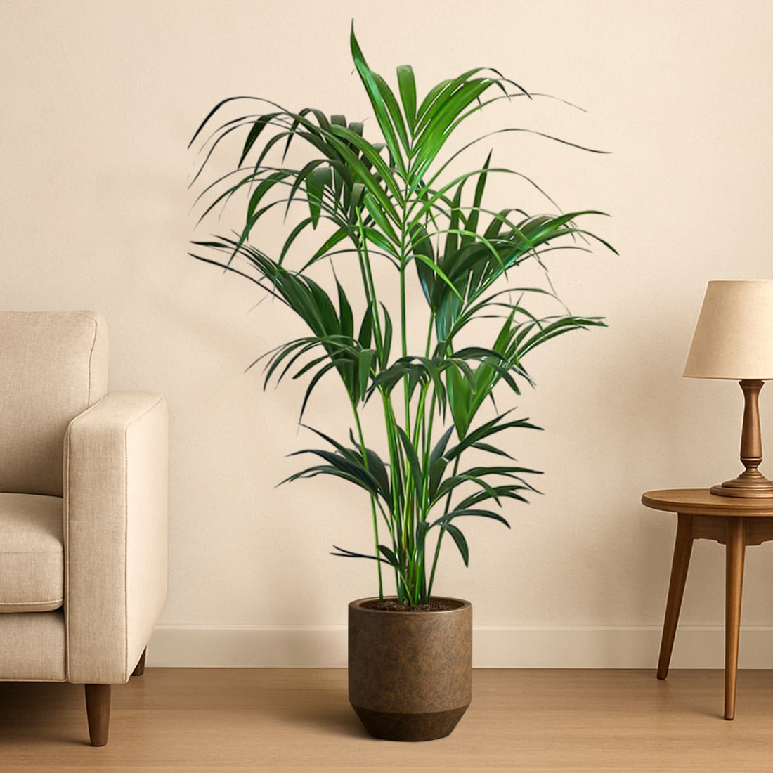 Kentia Palm