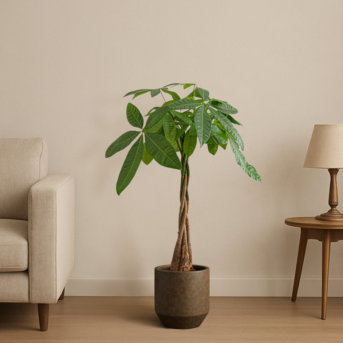 Money Tree