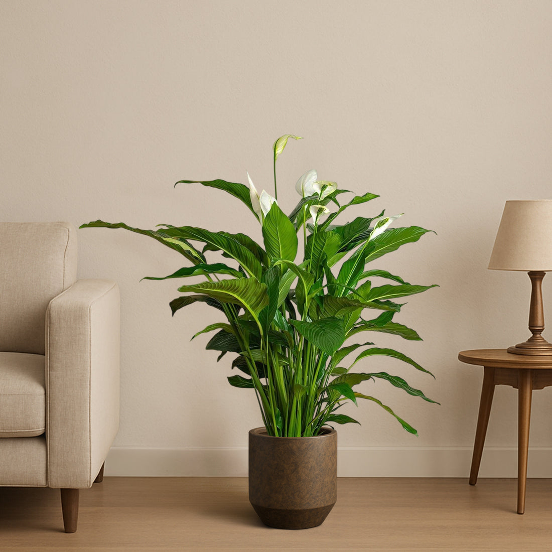 Peace Lily
